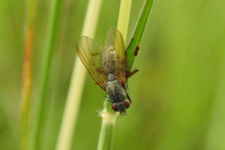 Muscidae - igazi legyek
