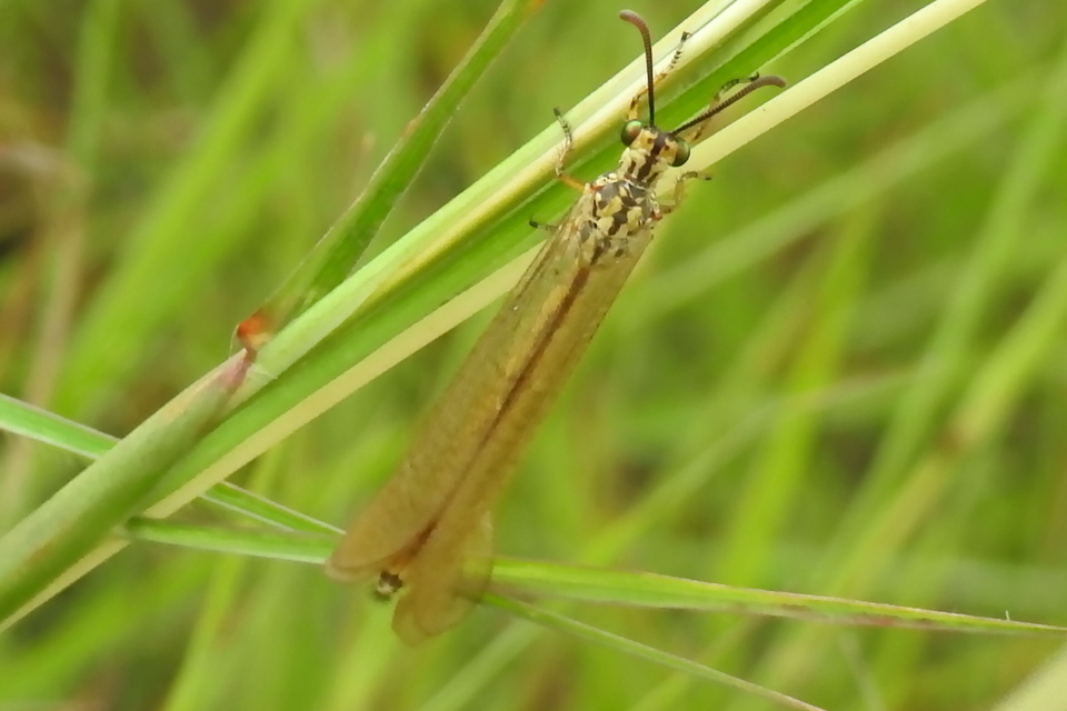 Myrmecaelurus trigrammus - hangyafarkas