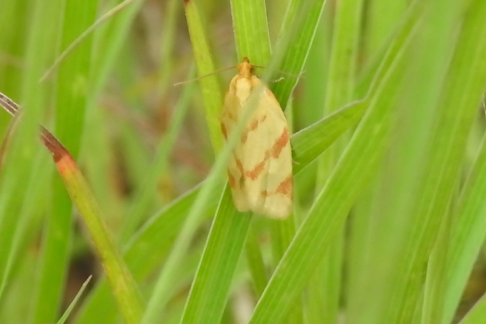 Clepsis pallidana - aranysárga sodrómoly