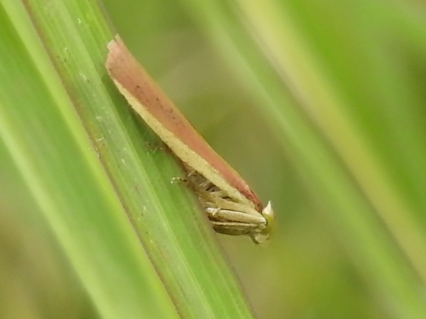 Oncocera semirubella - lucernamoly