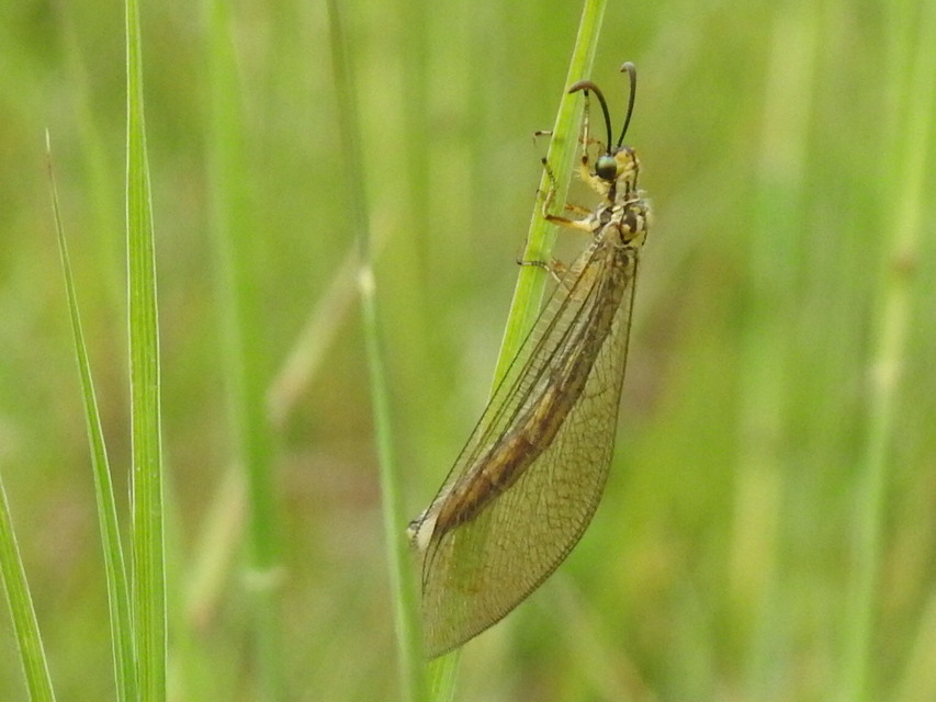Myrmecaelurus trigrammus - hangyafarkas