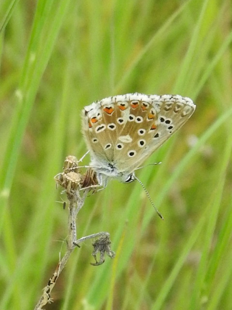 Polyommatus coridon - ezüstkék boglárka