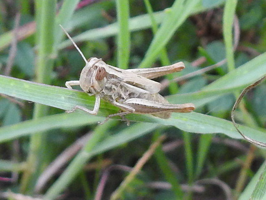Euchorthippus declivus - rövidszárnyú rétisáska