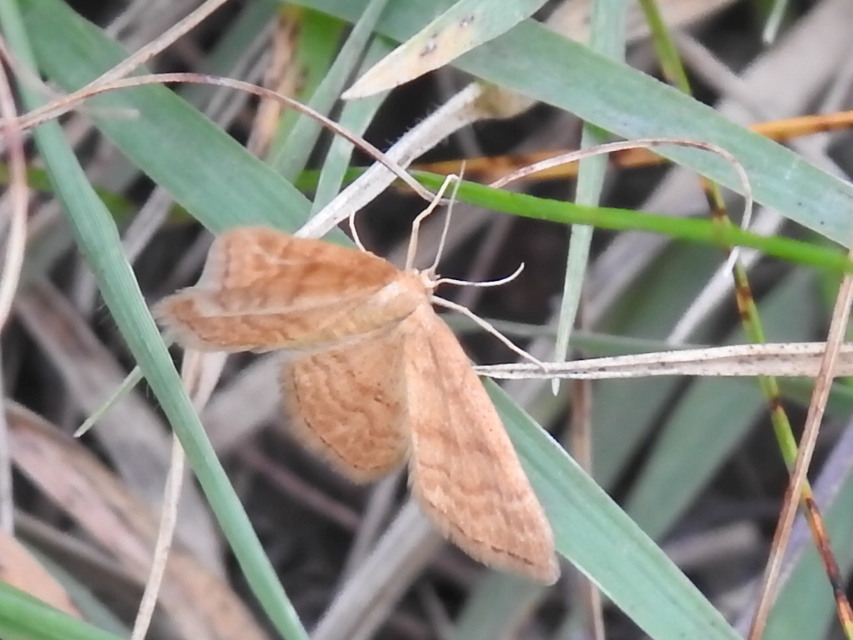 Idaea ochrata - okkerszínű sávosaraszoló