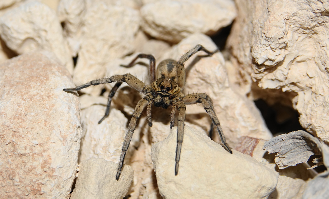 Lycosa tarantula