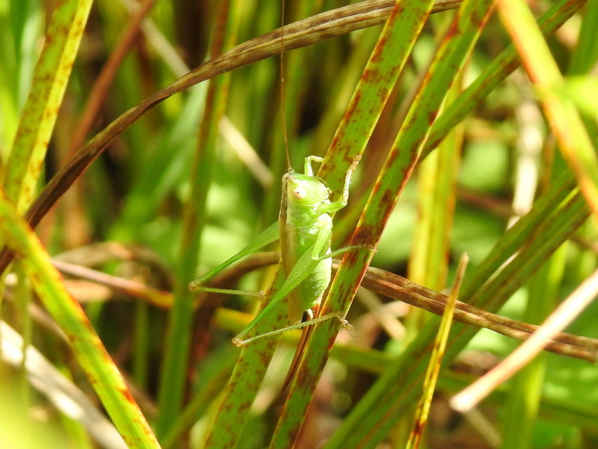 Conocephalus fuscus - kis kúpfejűszöcske
