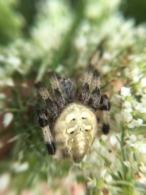Araneus quadratus - négyes keresztespók