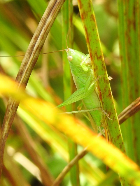 Conocephalus fuscus - kis kúpfejűszöcske