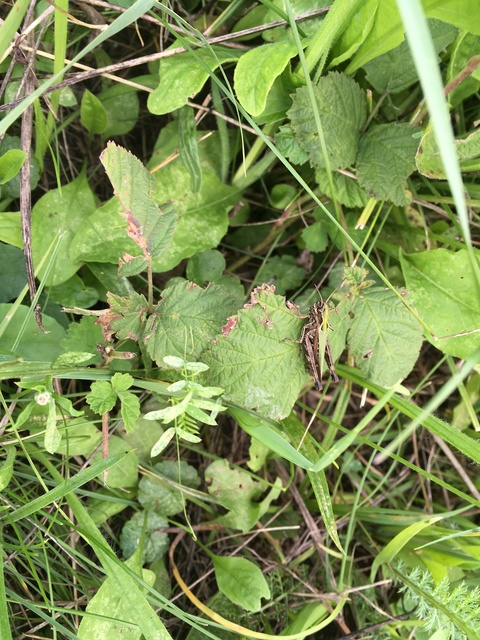 Omocestus rufipes - vöröshasú tarlósáska