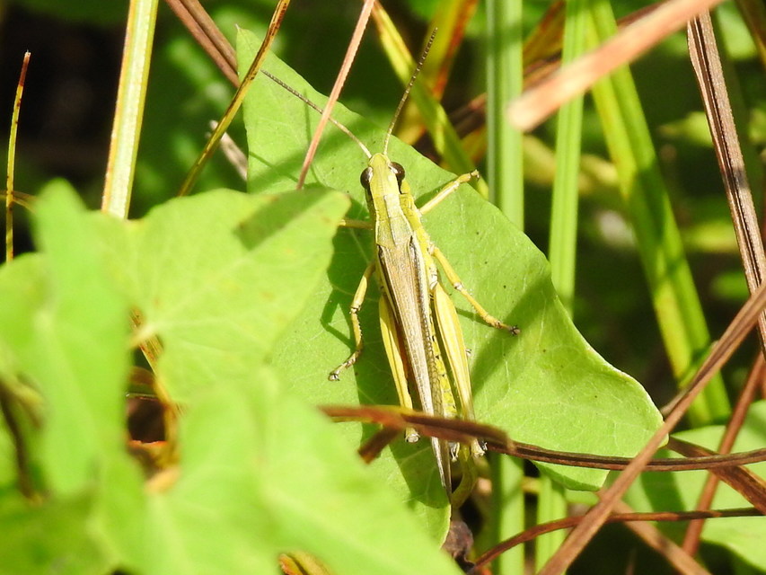Stethophyma grossum - tundrasáska