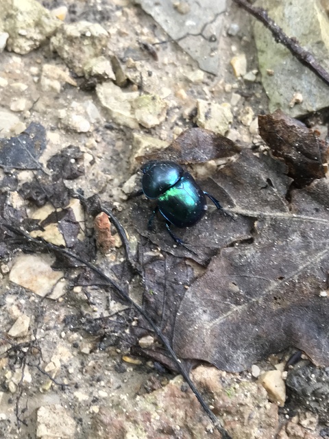Trypocopris vernalis - tavaszi álganéjtúró