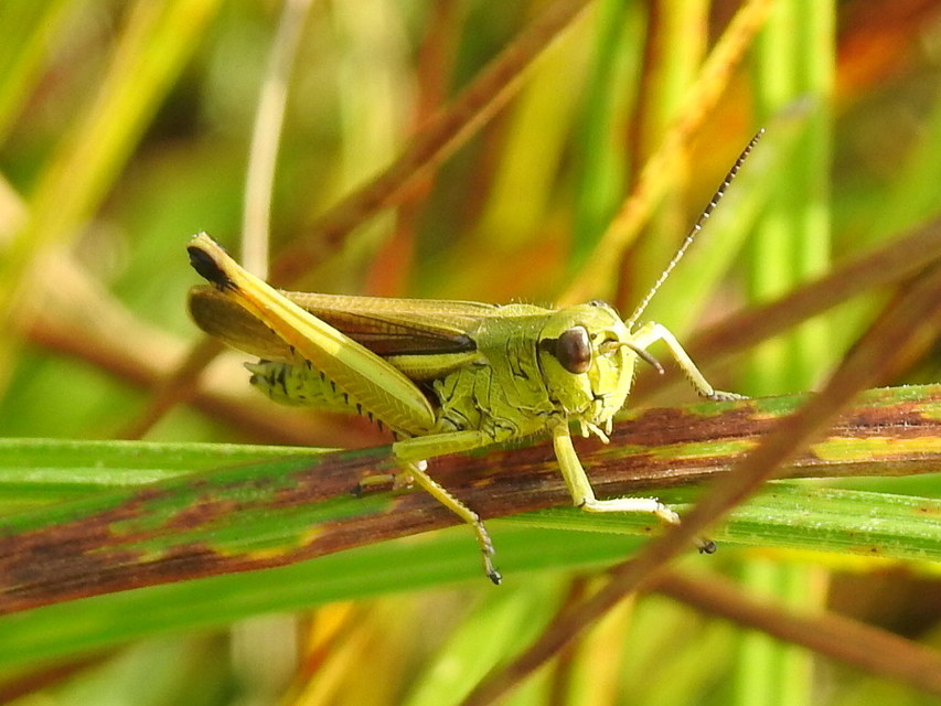 Stethophyma grossum - tundrasáska