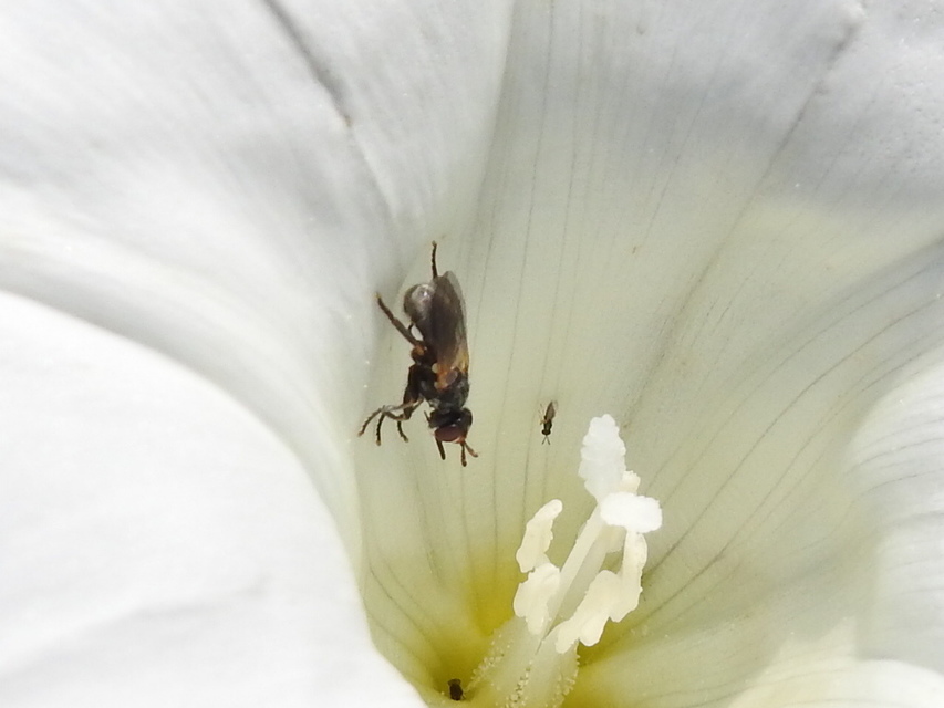 Conopidae - fejeslegyek