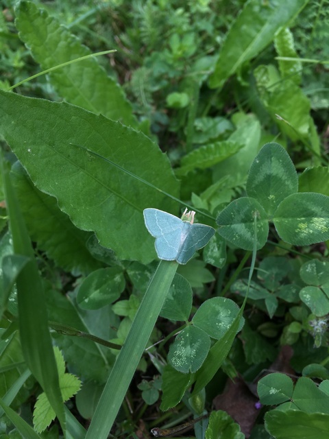 Chlorissa viridata - üdezöld araszoló