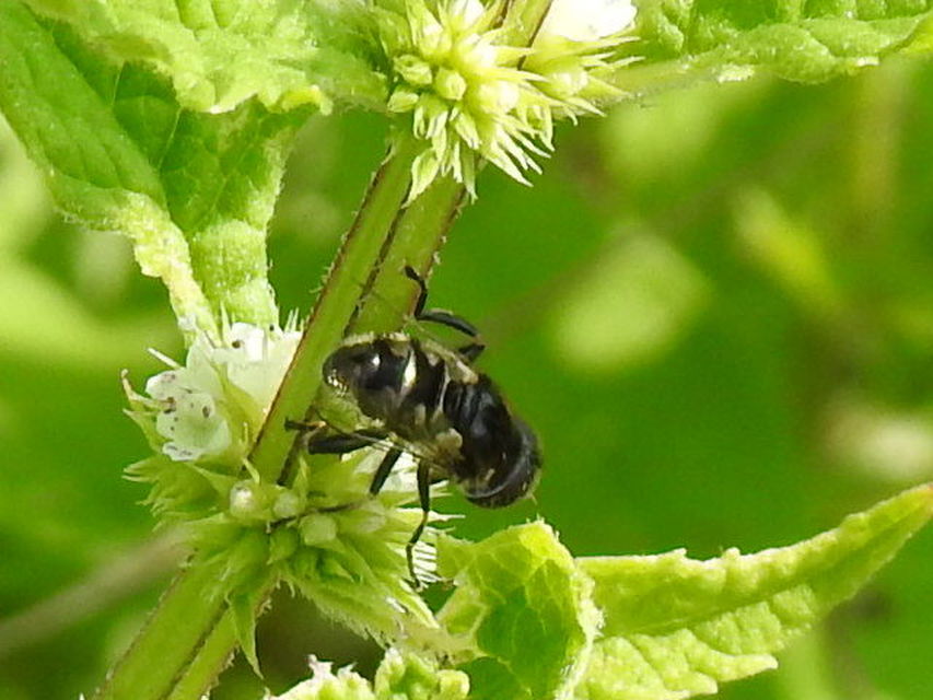 Eristalinus sepulchralis - fekete foltosszeműlégy