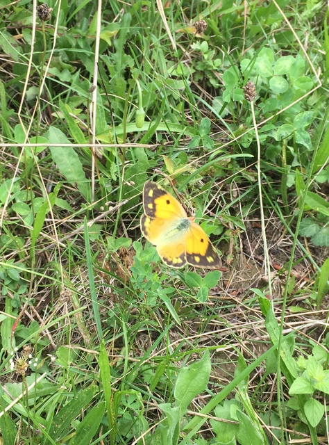 Colias croceus - sáfránylepke