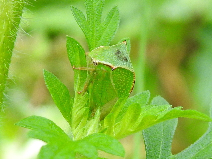 Stictocephala bisonia - bivalykabóca