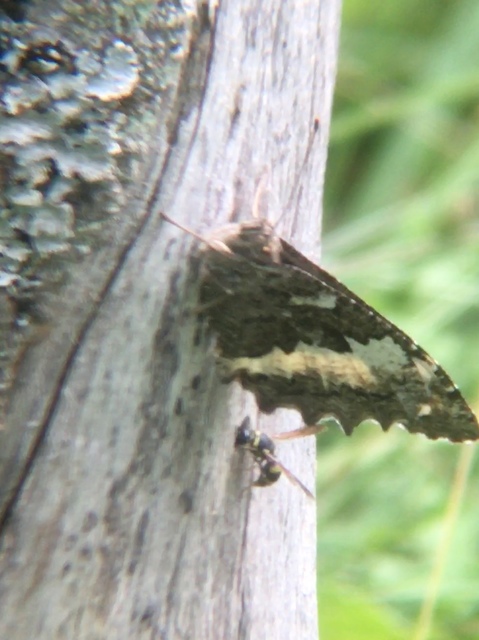 Brintesia circe - fehéröves szemeslepke