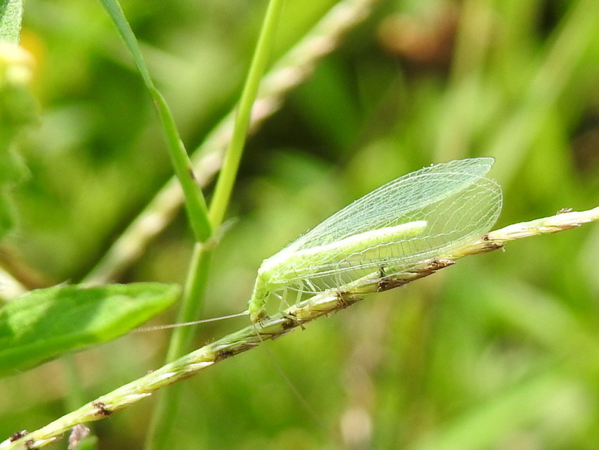 Chrysopidae - zöldfátyolkák