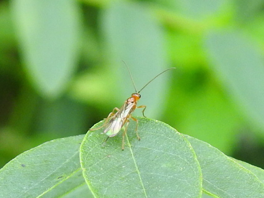 Braconidae - gyilkosfürkészek