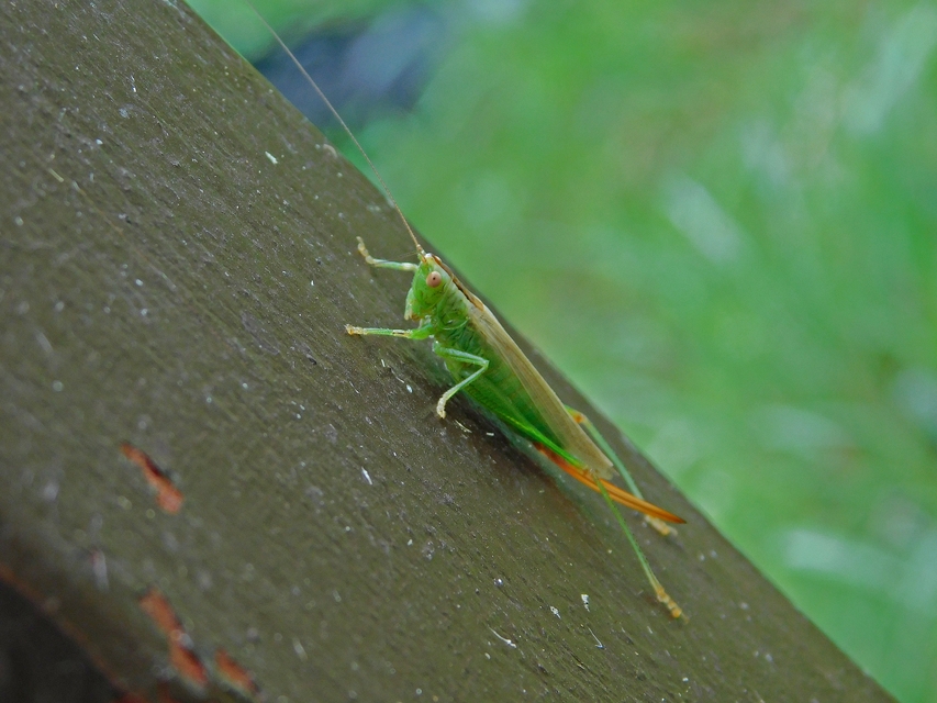 Conocephalus fuscus - kis kúpfejűszöcske