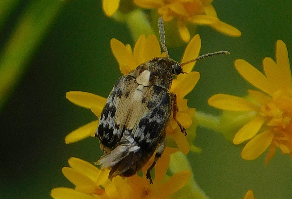 Megabruchidius dorsalis - foltoshátú lepényfazsizsik