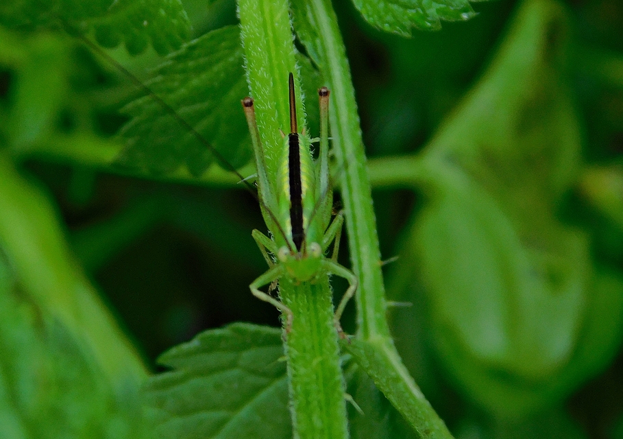 Conocephalus fuscus - kis kúpfejűszöcske