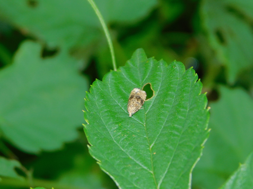 Celypha lacunana - vízparti tükrösmoly