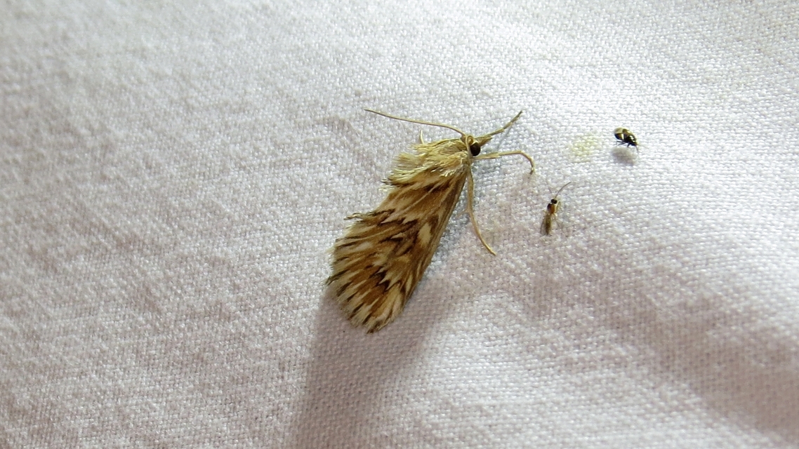 Cynaeda dentalis - gyakori ciframoly