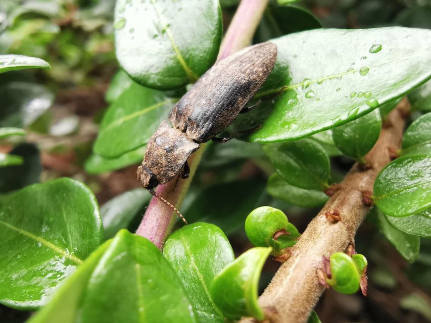Agrypnus murinus - egérszínű pikkelyespattanó