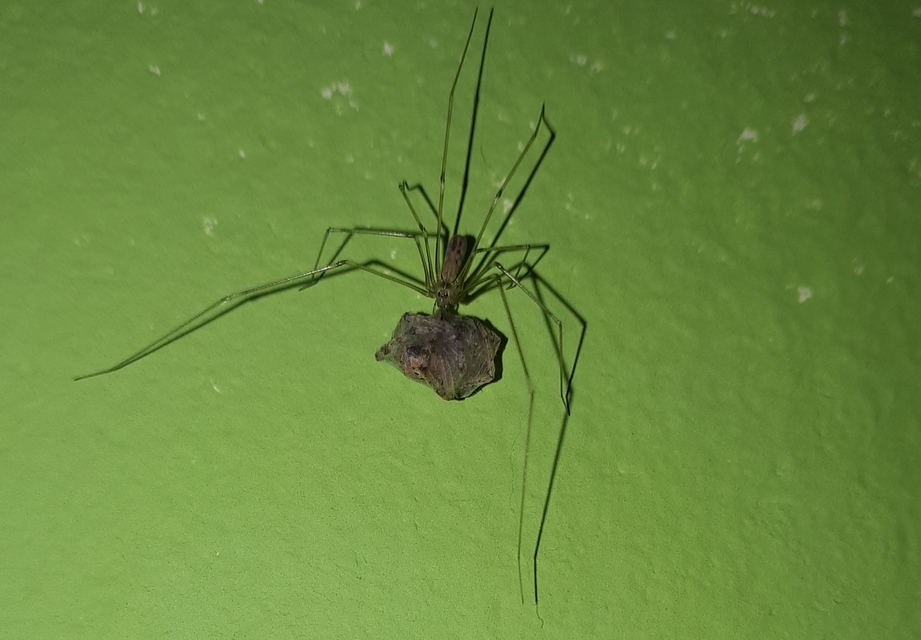 Pholcus phalangioides - nagy álkaszáspók