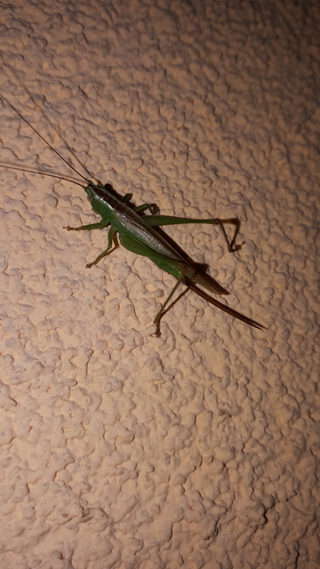 Conocephalus fuscus - kis kúpfejűszöcske