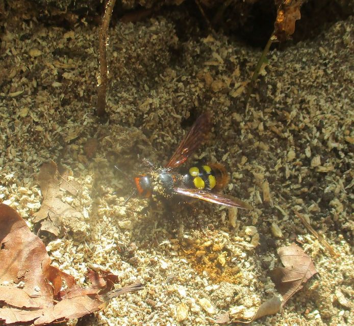 Megascolia maculata - óriás-tőrösdarázs
