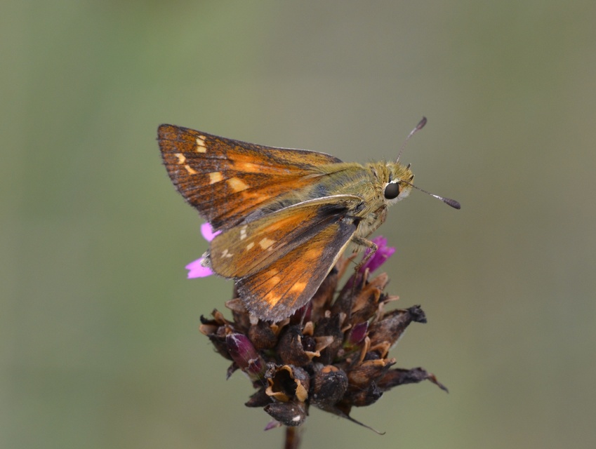 Hesperia comma - vesszős busalepke