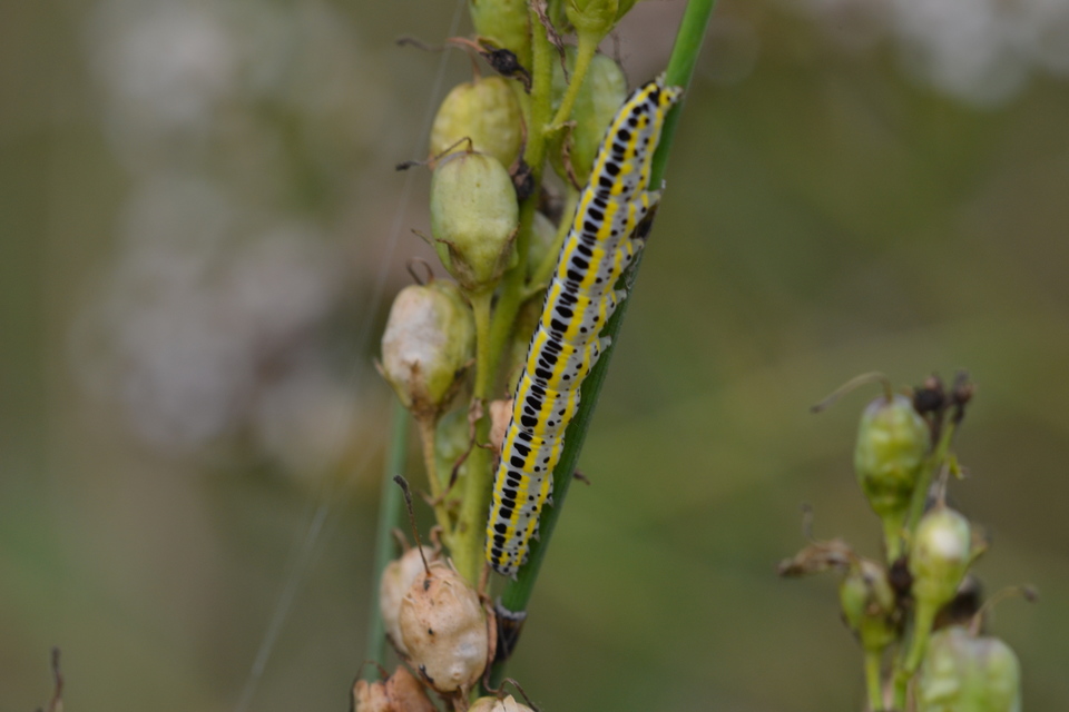 Calophasia lunula - gyújtoványfű-apróbagoly