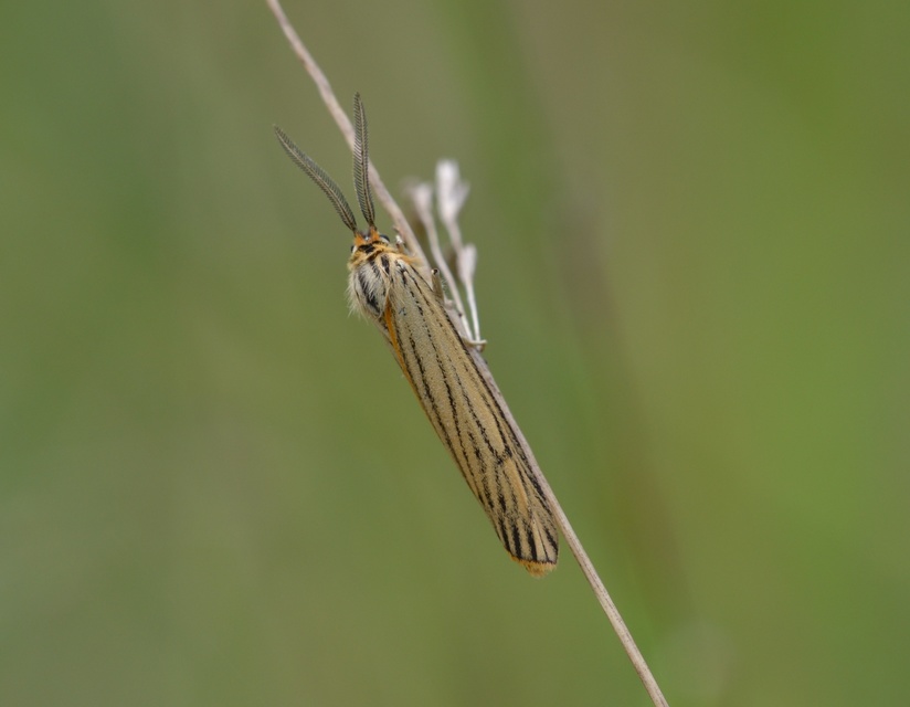 Spiris striata - csíkos molyszövő