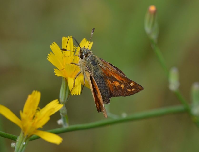 Hesperia comma - vesszős busalepke