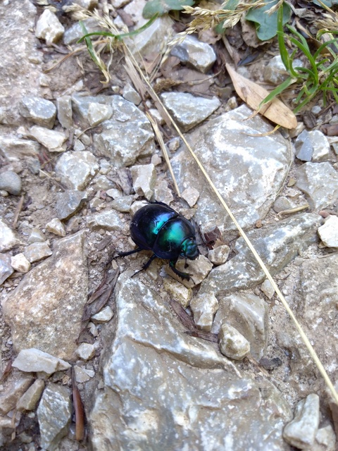 Trypocopris vernalis - tavaszi álganéjtúró