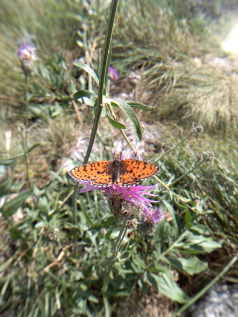 Melitaea didyma - tüzes tarkalepke