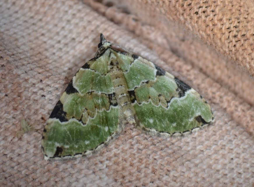 Colostygia pectinataria - zöld levélaraszoló