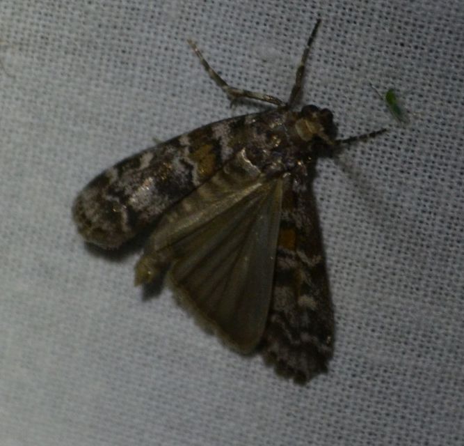 Dioryctria