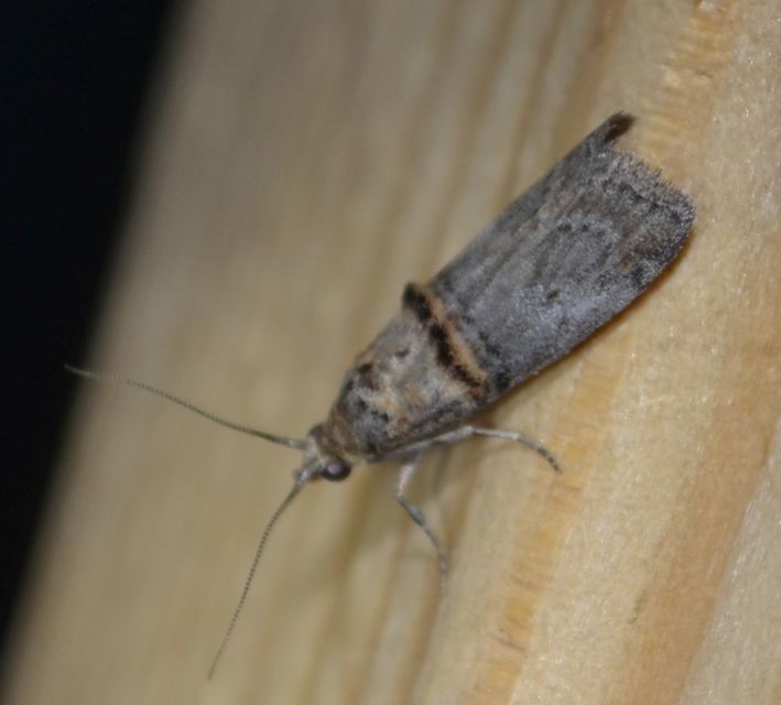 Trachonitis cristella - bokorrágó karcsúmoly