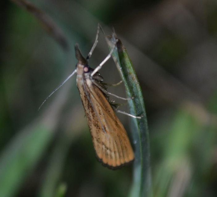 Agriphila inquinatella - közönséges fűgyökérmoly