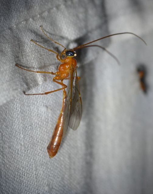 Enicospilus
