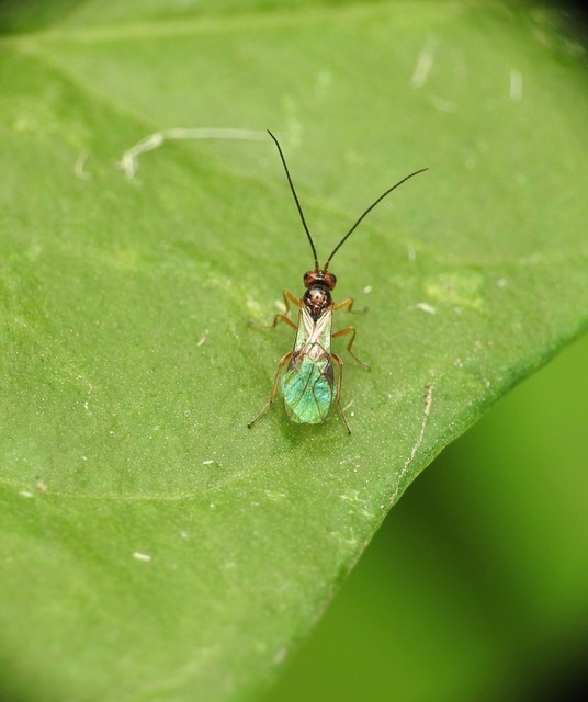 Braconidae - gyilkosfürkészek