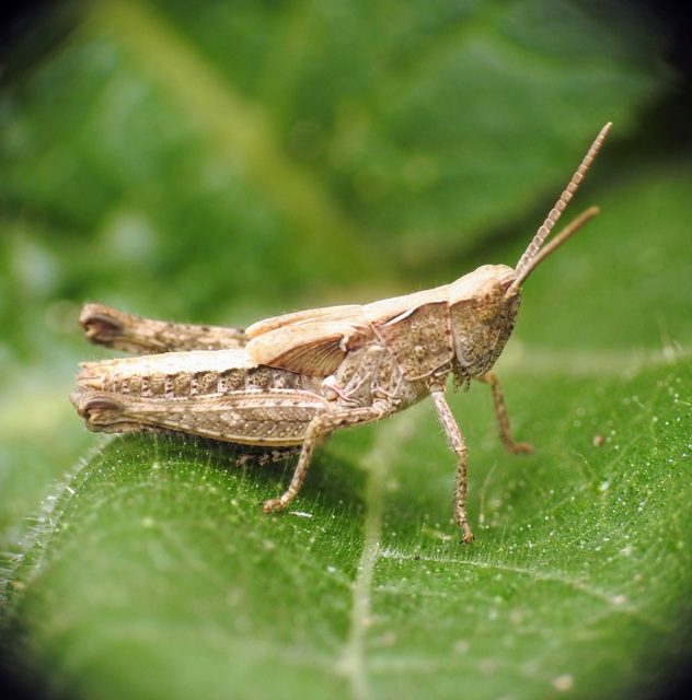 Omocestus