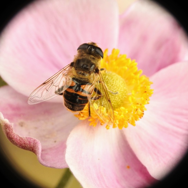 Eristalis tenax - közönséges herelégy