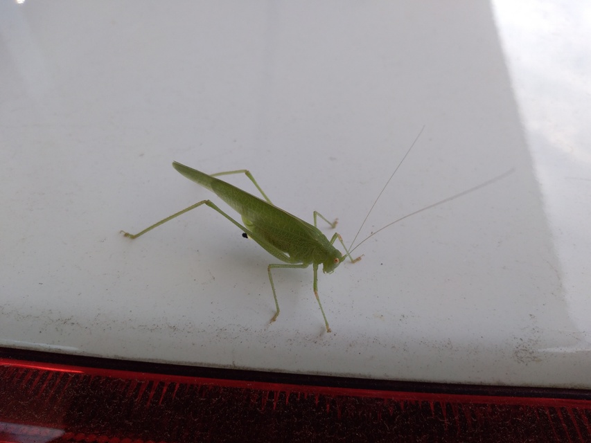 Phaneroptera nana - pontozott repülőszöcske