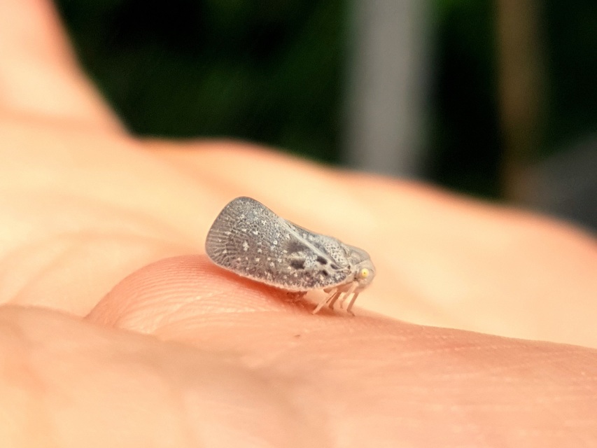 Metcalfa pruinosa - amerikai lepkekabóca