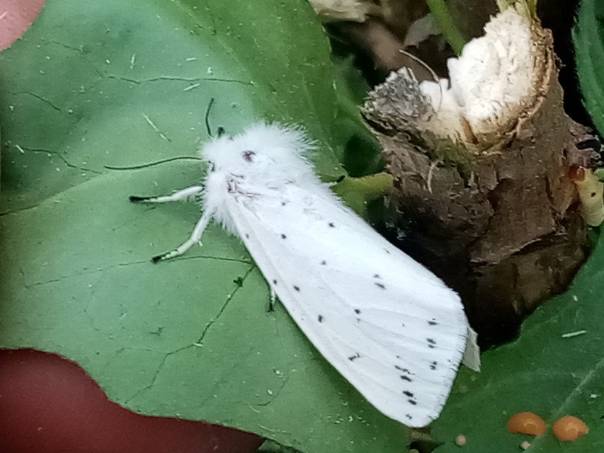 Spilosoma lubricipedum/urticae